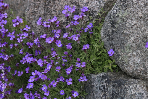 Wallpaper Mural Wildflowers in Scotland Torontodigital.ca