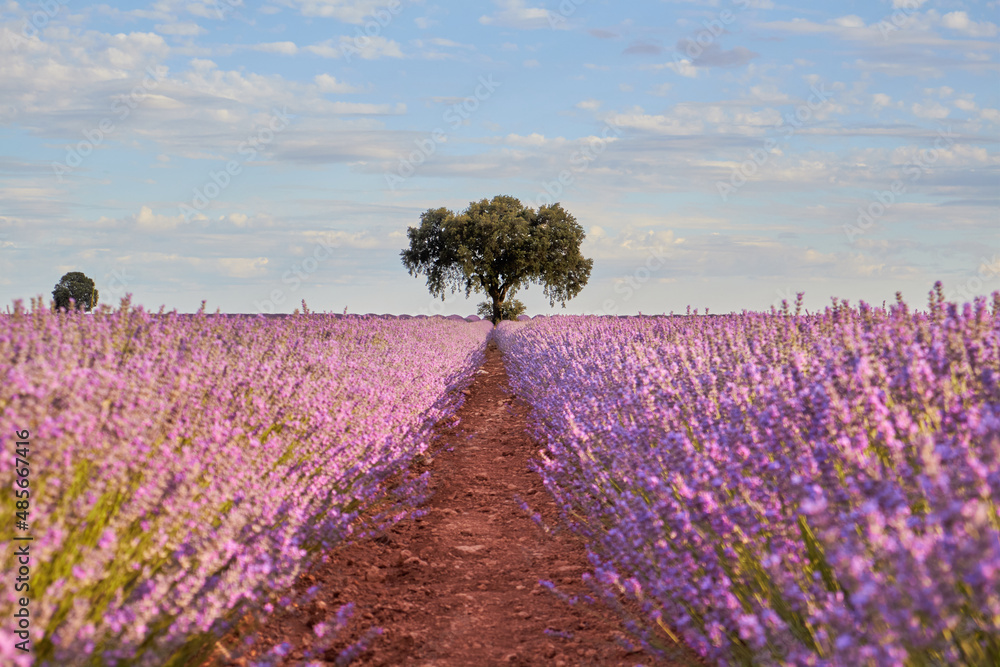 Fototapeta premium Lavender fields at sunset