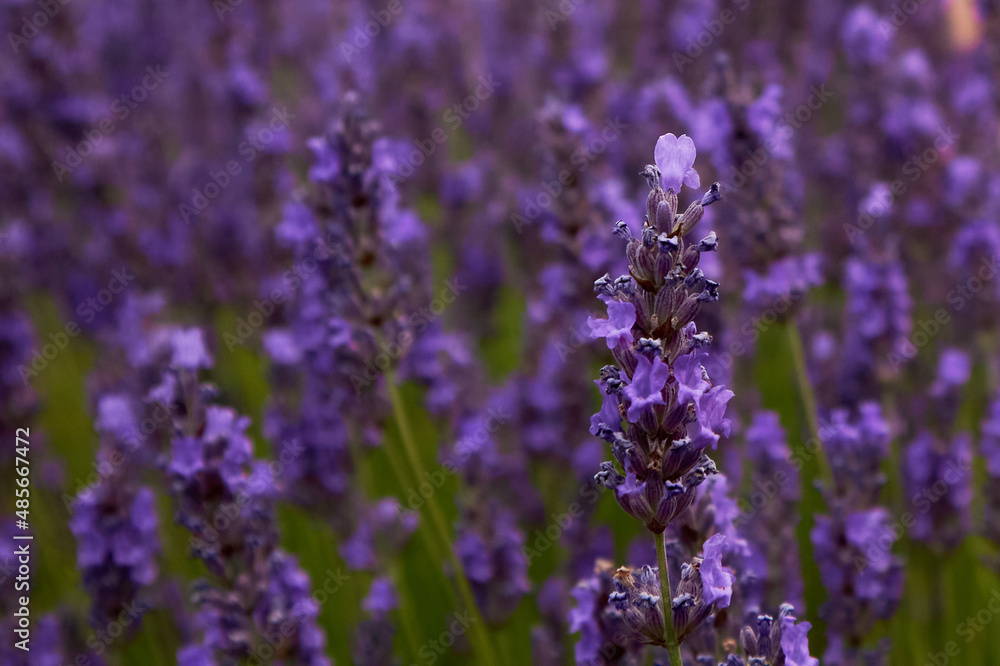 Close-up of a lavender field Close-up of a lavender field