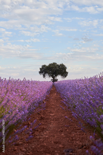 Lavender fields at sunset