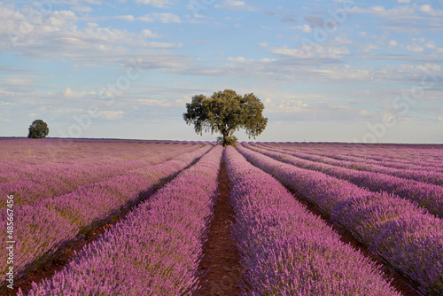 Lavender fields at sunset