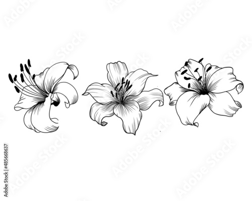 Fototapeta Naklejka Na Ścianę i Meble -  set of detailed sketches of lily flower. botany tattoo.lily isolated on background. design greeting card