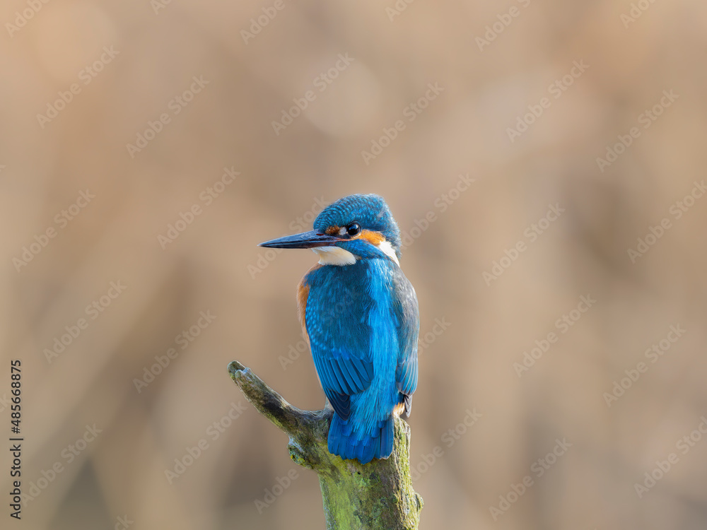 Fototapeta premium kingfisher on a branch