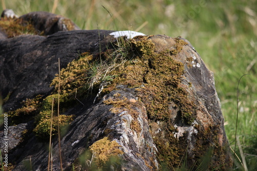 Wallpaper Mural Scottish Stone Torontodigital.ca