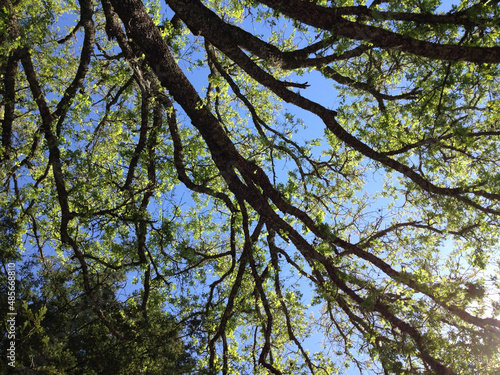 Wallpaper Mural Sheltering tree. Torontodigital.ca