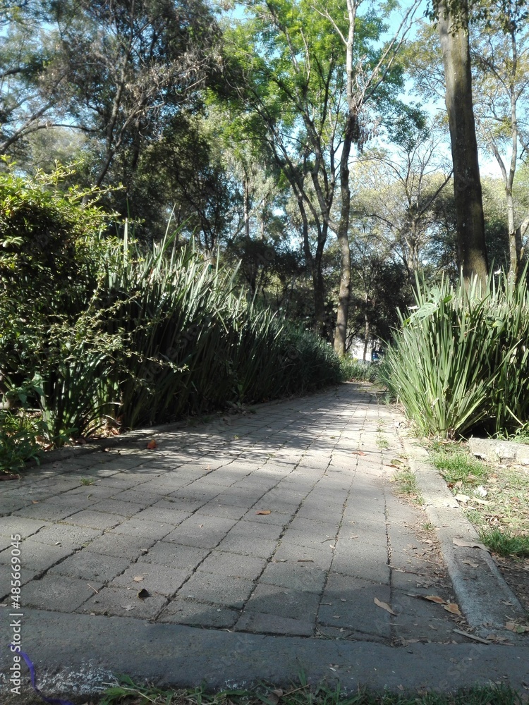 footpath in the park,sendero en el parque