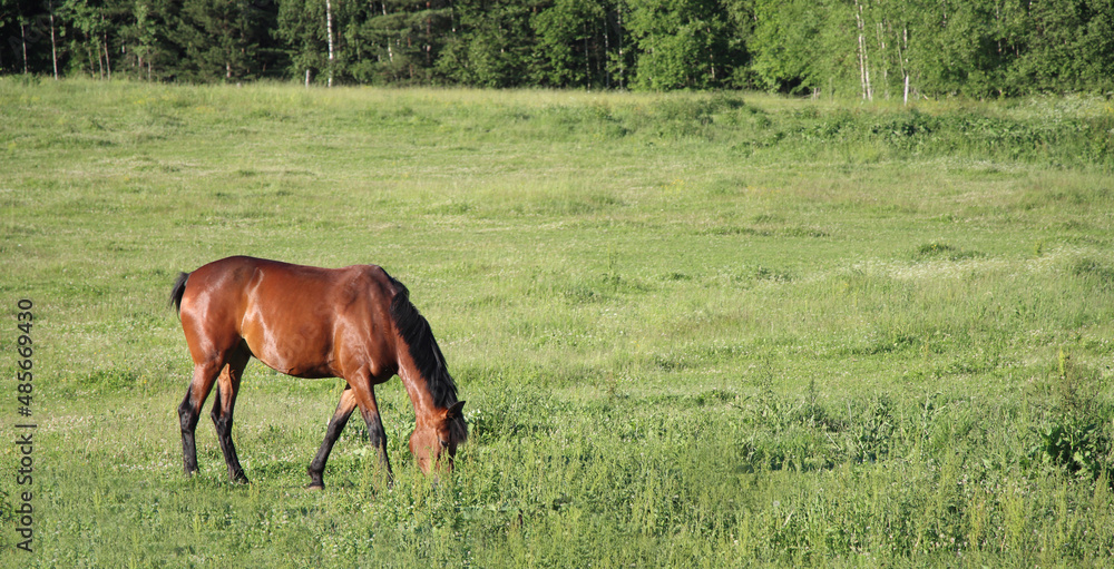 A horse grazing in the field eats green grass. Banner size.