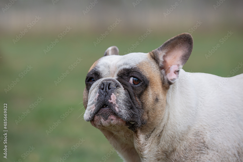 Cute French Bulldog giving funny look