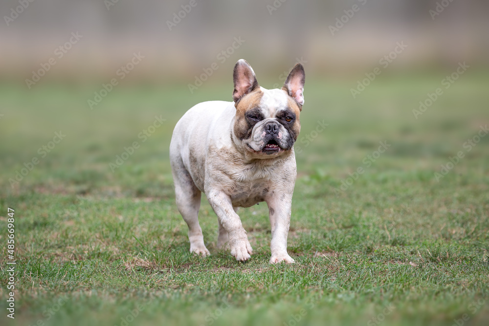 Cute French bulldog walking on the grass and giving funny look
