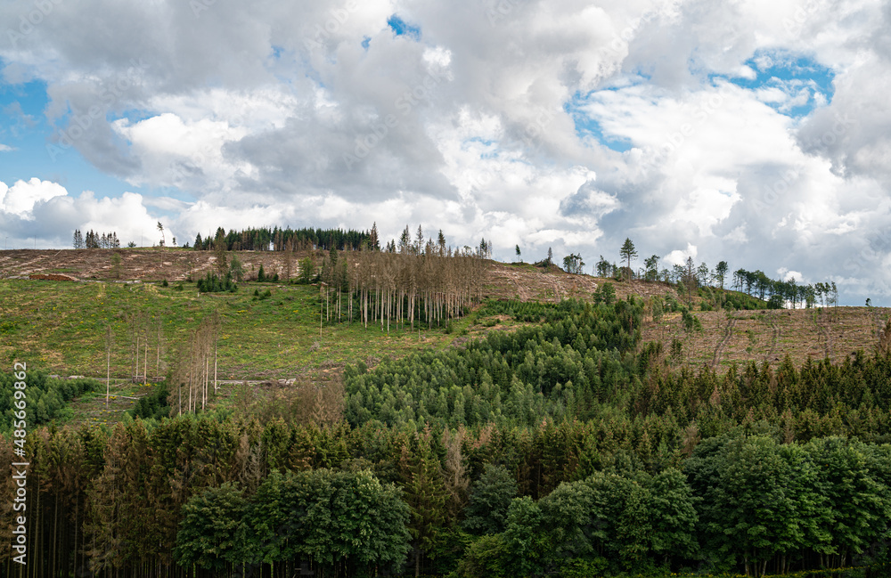 Waldschäden vor allem in Nadelwäldern durch mehrere Jahre mit sehr wenig Niederschlag verbunden mit einer extremen Borkenkäferplage