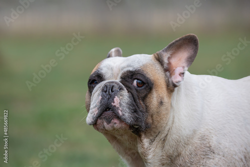 Cute French Bulldog giving funny look © Tom