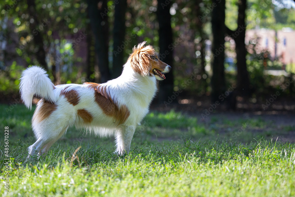 Side view of Sheltie dog looking away and standing on green grass