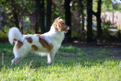 Side view of Sheltie dog looking away and standing on green grass