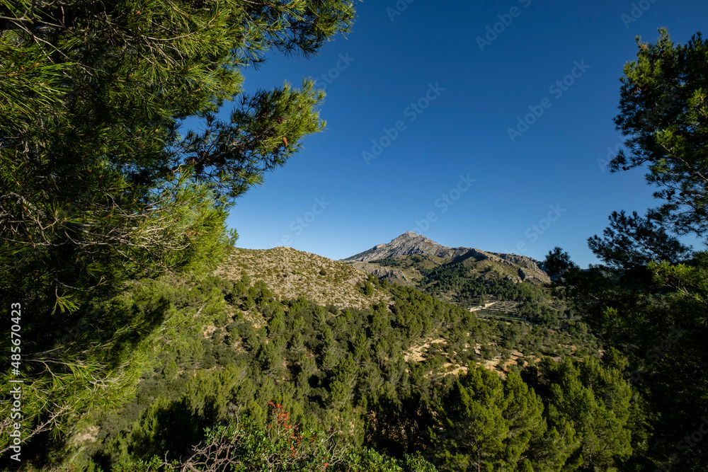 pinos de Alepo, Puig de Galatzó, 1027 metros de altura,  Sierra de Tramuntana, Mallorca, Balearic Islands, Spain