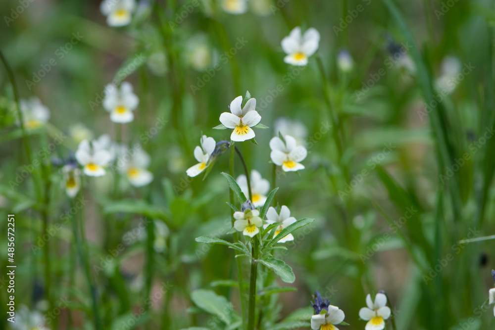Viola arvensis. field violet grows in the meadow. small delicate white-yellow flower on a green background. wild forest beautiful viola flowers, on a blurred green background, close-up Viola arvensis. field violet grows in the meadow. small delicate white-yellow flower on a green background. wild forest beautiful viola flowers, on a blurred green background, close-up