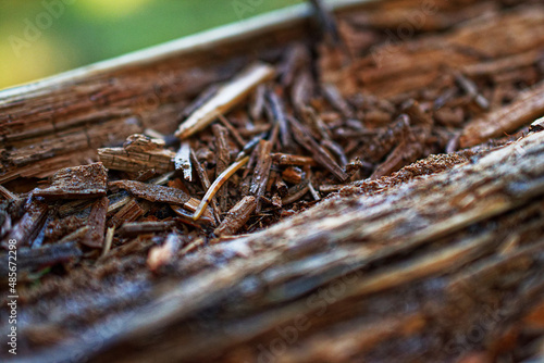 Small wood chips and green leaves. Small depth of field.