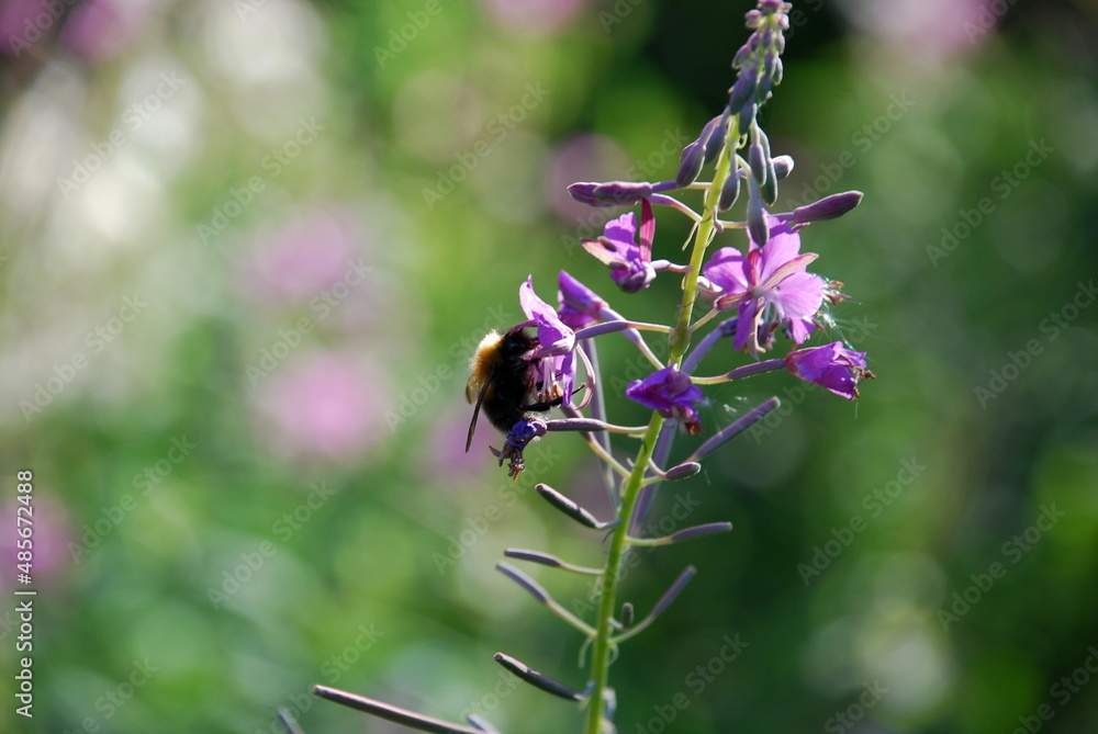 A bumblebee collects nectar on the flowers of fireweed. A black-and-yellow hairy bumblebee sits on a blooming pink small flower and collects nectar from it. A bumblebee collects nectar on the flowers of fireweed. A black-and-yellow hairy bumblebee sits on a blooming pink small flower and collects nectar from it.