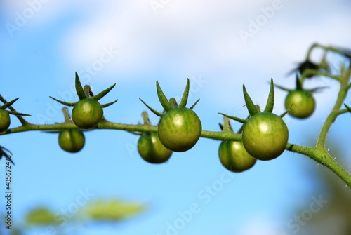 Valokuva Small green cherry tomatoes