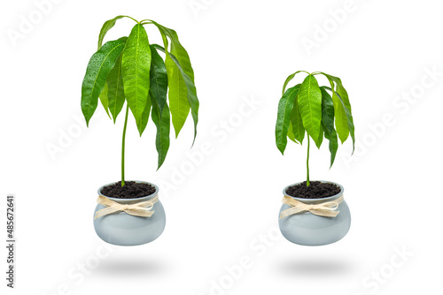 A mango tree grows in a flower pot on a white background. Seedling of exotic fruits in a flower pot at home. Care and cultivation of heat-loving plants