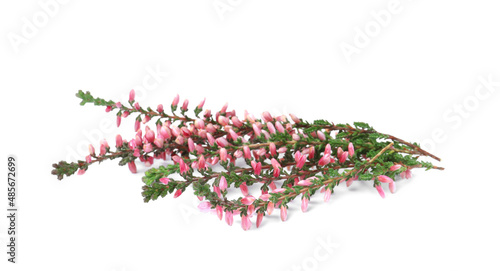 Branches of heather with beautiful flowers on white background