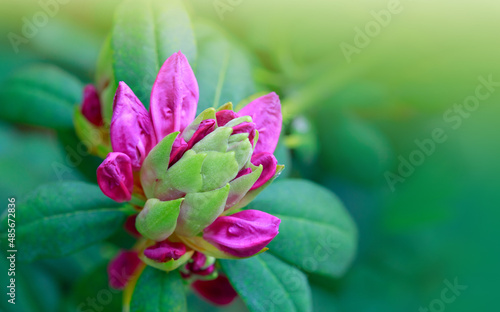 Pink azalea flower isolated on blur background