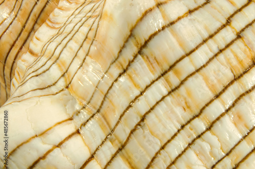 Pleoroploca trapezium shell (Linnaeus, 1758) common name : the trapezium horse conch or striped fox conch. Family: Fasciolariidae, class:Gastropoda.