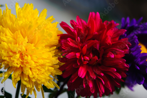 flowers  yellow  red and blue. a bouquet of colorful flowers. different chrysanthemum flowers pattern in floral shop. floral background. vivid flowers close-up  floristics. three garden chrysanthemums