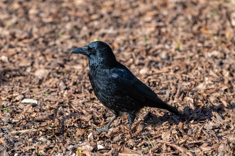 A black crow standing on fallen leaves in winter, portrait
A black crow standing on fallen leaves in winter, portrait