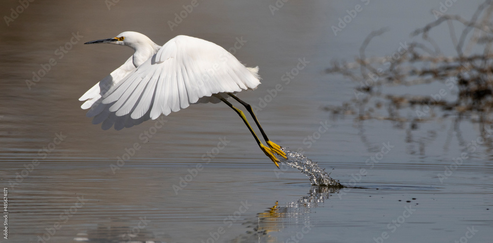 Droplets spray from golden slippers of Snowy Egret in lift off and trailing splash of water Droplets spray from golden slippers of Snowy Egret in lift off and trailing splash of water