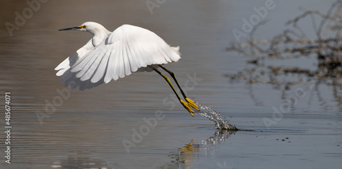 Droplets spray from golden slippers of Snowy Egret in lift off and trailing splash of water photo