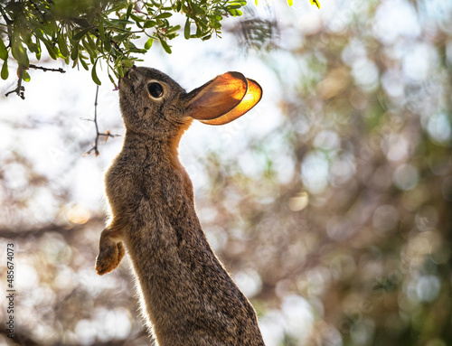 Desert Cottontail stands and nibbles leaves at Gilbert Water Ranch in Arizona photo