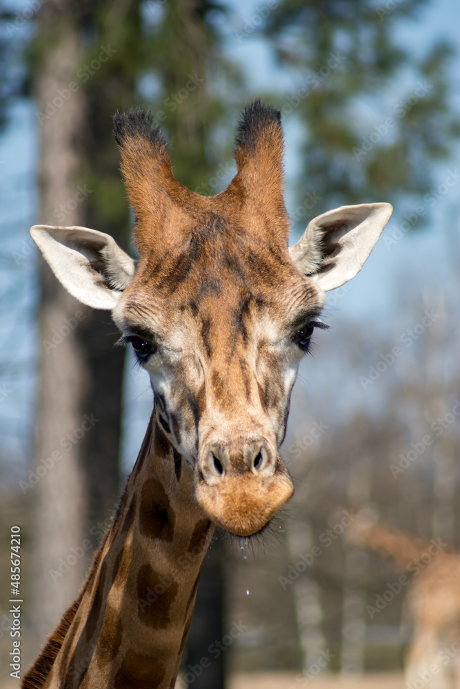 Naklejka premium giraffe