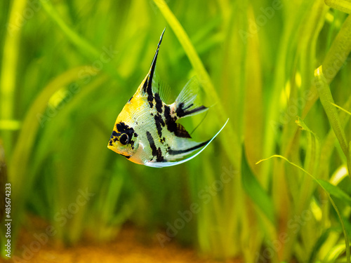 Fotografie selective focus of a marble Angelfish (pterophyllum scalare) isolated in tank fi