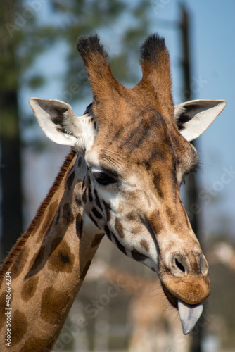 Photography giraffe
