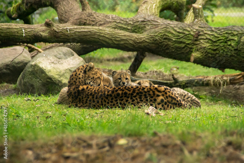 Cheetah with young