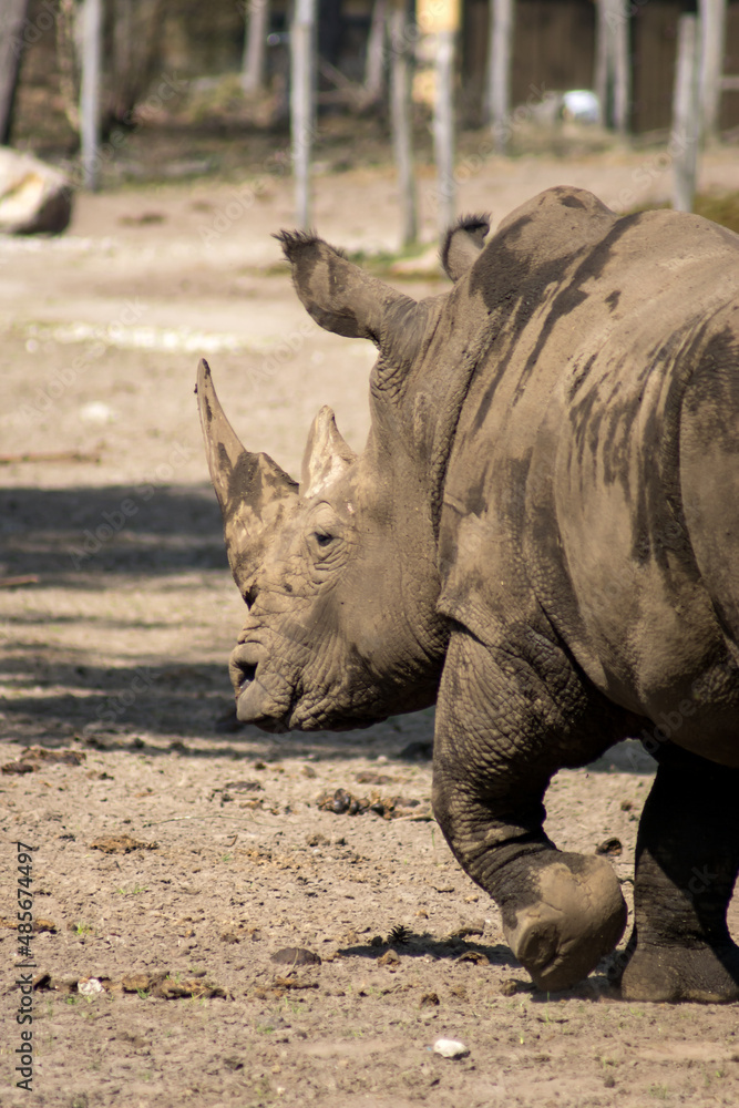 Naklejka premium Rhinoceros