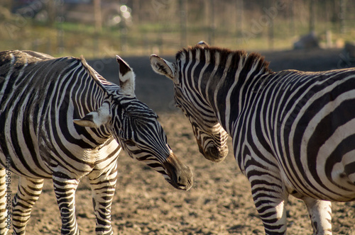 Zebras