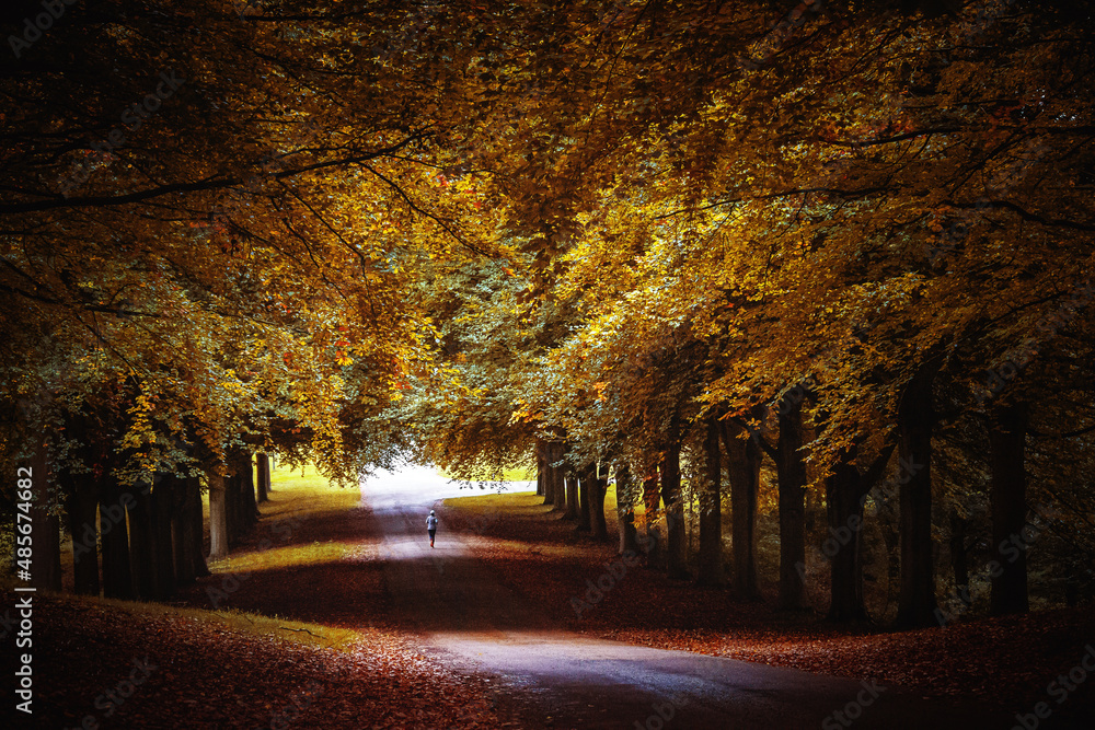 Fototapeta premium autumn in the park