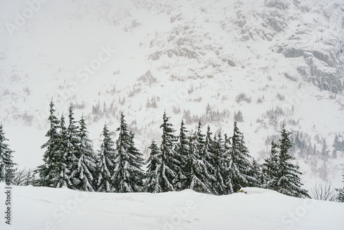 Winter Landscape Snow covered larch trees on a slope against the mountains