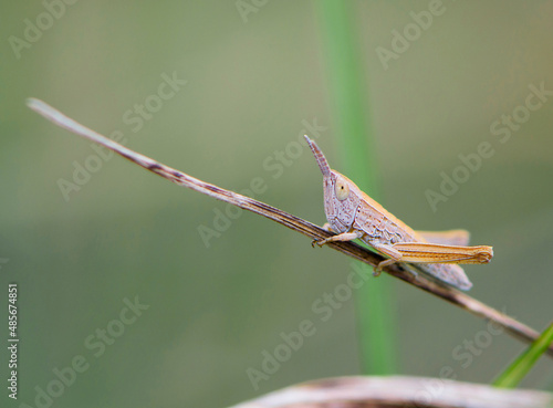 Common field grasshopper resting on a dry stalk of grass. Isolated on light green background. Side view, closeup. Genus species Chorthippus brunneus. macro nature. space for text