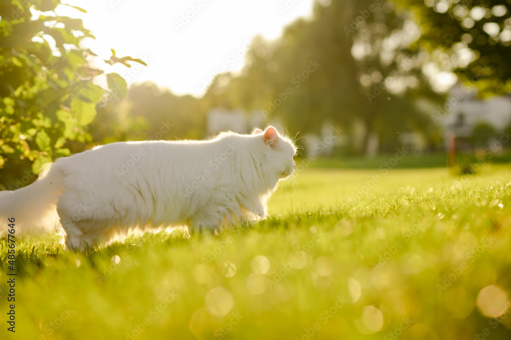 Fototapeta premium white cat in the grass