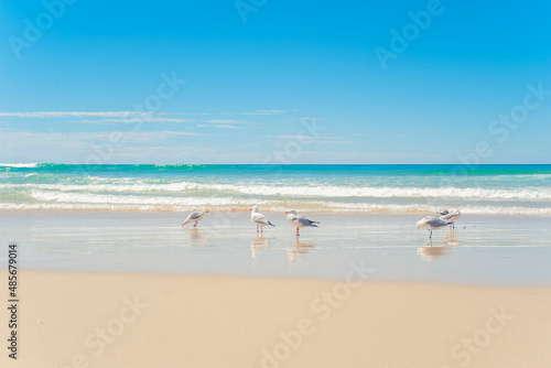 Seagulls at Surfers Paradise Beach, Gold Coast of Australia, background with copy space © Matthew