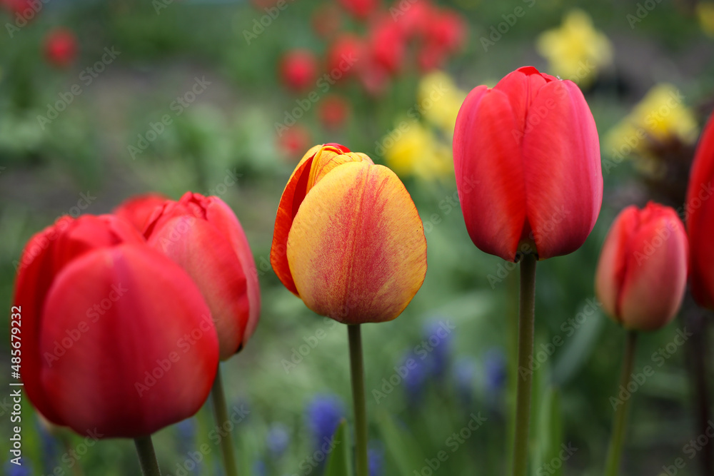Colored tulips, yellow and red, flaunt in the garden. Colored tulips, yellow and red, flaunt in the garden.