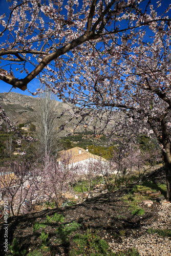 Wallpaper Mural Landscape of Almond trees in bloom under blue sky Torontodigital.ca