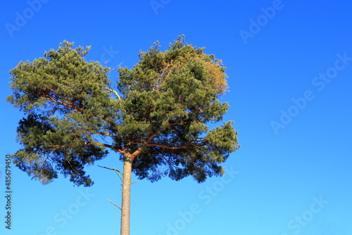 The tip of a green pine tree during the winter. Trunk. Clear blue sky. Area for copy space. Stockholm, Sweden.