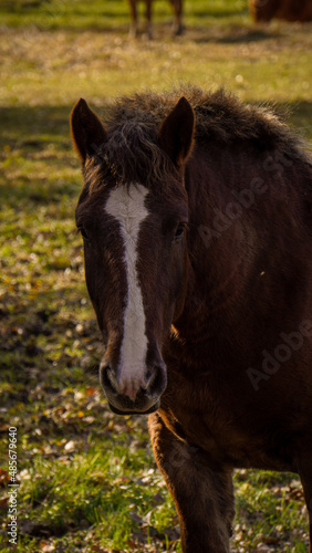 Caballo en Francia © Noelia