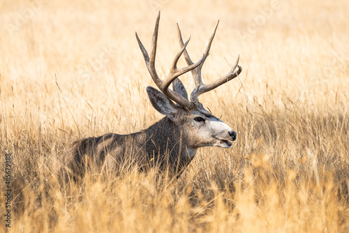 Closeup of a Mule Deer buck at rest in a partially shaded golden field with a nice set of antlers and good facial details.
