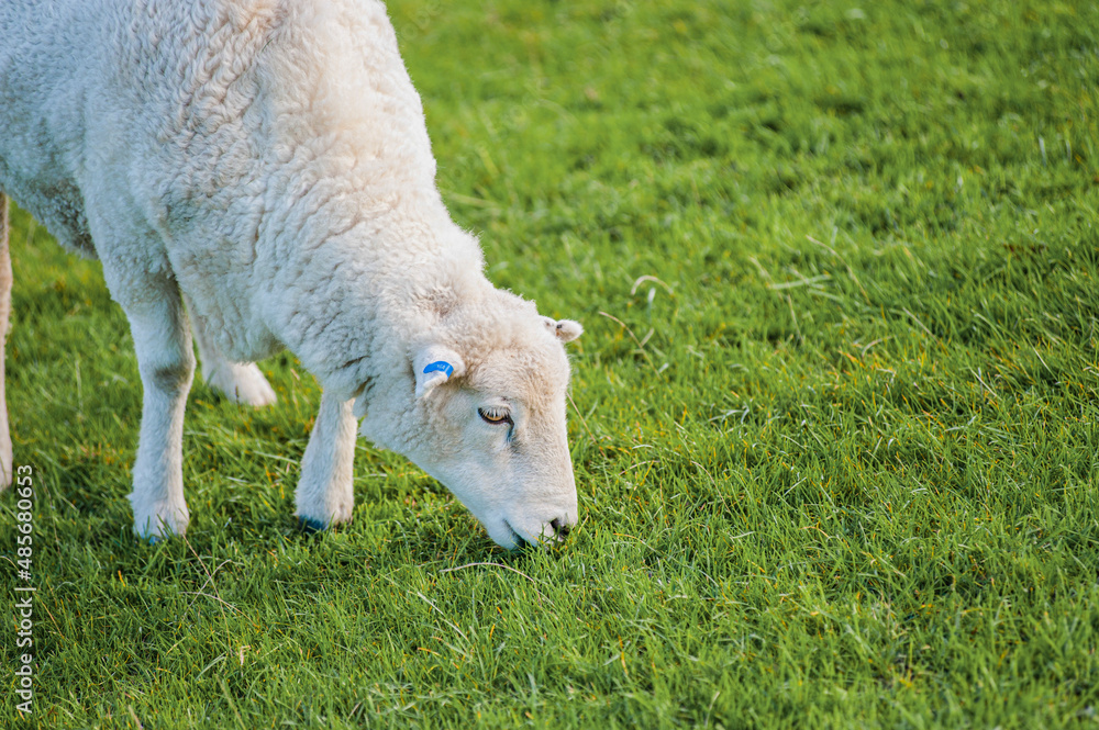 Obraz premium New Zealand Sheep in a Field in Golden Bay, South Island, New Zealand