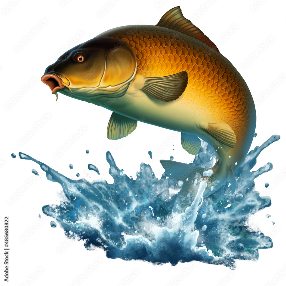 Common Carp fish (koi) jumping out of the water illustration isolate  realism. Fish jumps out of the water. Stock Illustration