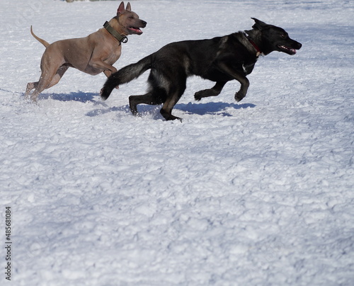 Cute dogs are playing around in a nice sunny day